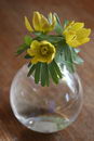 Eranthis Hyemalis